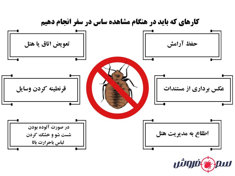 کابوس حشره ساس در سفر چه کنیم تا این تجربه تلخ نشود؟ | ویرا سفر